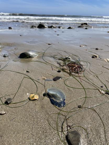 A blue By the Wind Sailor is in the foreground of a sandy beach intertidal zone, with gentle waves in the background and miscellaneous small rocks and pieces of algae strewn about the shore