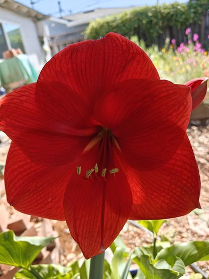 A very large red amaryllis flower, backlit by sun.