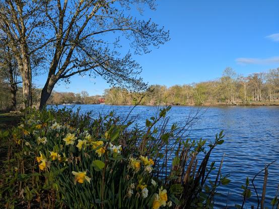 Photo of a river on a bright day with yellow flowers and a blooming tree in the foreground, and more trees on the far shore in the background.