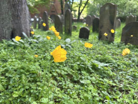 A bright yellow poppy in a sea of green, in focus against a softer background of old, weathered headstones