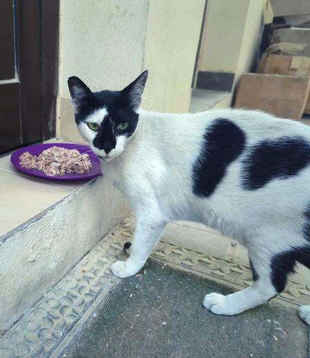 A photo of a black and white cat enjoying wet cat food.