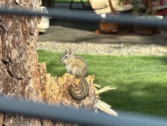 A photo taken between two blurred window blinds. There is a small chipmunk sitting on a tree stump, looking sidelong at the camera. Its tail is curled down the edge of the tree trunk. It has white and brown stripes of fur down its head and back.