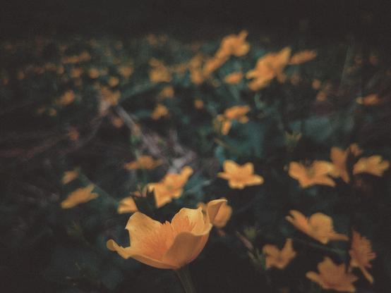 A field of marsh marigolds (Caltha palustris).