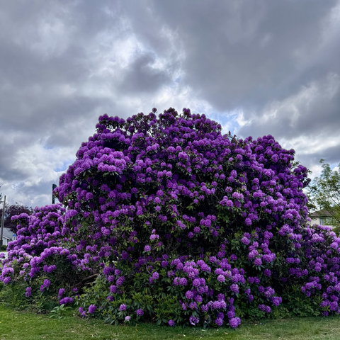 Purple rhododendron bush under a cloudy sky