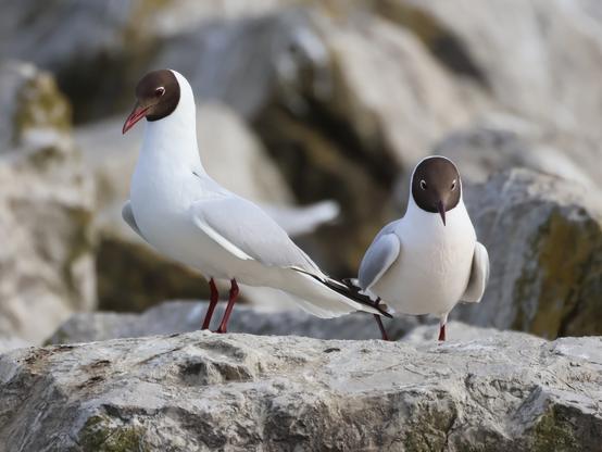 Deux mouettes rieuses sur fond rocheux. La première est tournée vers la gauche, de trois-quart face, posture redressée, bec pointé vers le bras, ailes entrouvertes. La deuxième est presque de face, un peu en arrière plan. Les deux ont un plumage blanc, les ailes grises et un masque chocolat sur le visage. Leurs yeux sont bordés de blanc, leurs bec et pattes sont rouge foncé.