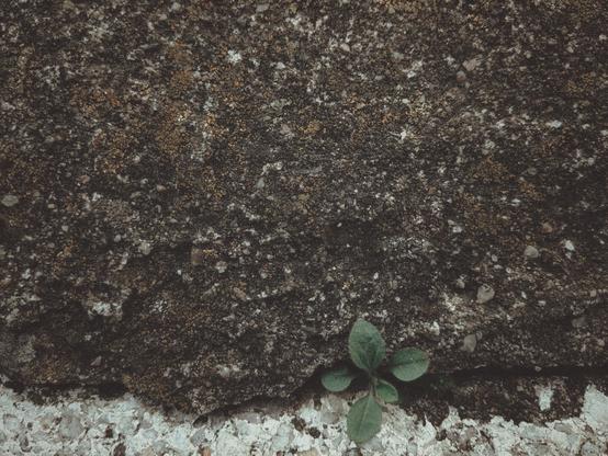 A small shoot grows out of a crack in the concrete.