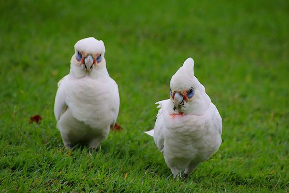 A picture of two cute white cockatoos from Australia, each with a short white crest that can be raised. Their eyes are surrounded by a ring of bare, blue-gray skin, and they have a small pink spot between the eye and the beak. They are both standing on a green lawn.