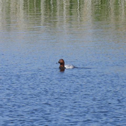 A pochard swimming diagonnaly towards the phtogorapher’s left. It has a pale grey body, black chest, and chestnut head with flecks of white. It looks a little like you might imagine a science fiction version of a duck looking, though not quite as much so as an eider.