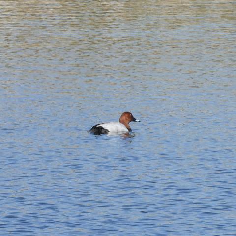 Another pochard, swimming to the right and slightly away from the photographer. It has a dark behind, pale grey sides and a slightly paler looking head, with a beady amber eye… it could be plotting something and trying to look innocent.