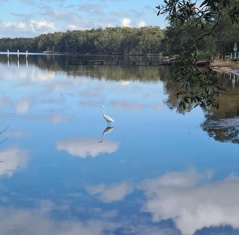 A white heron stands in a reflective lake, the bird and sky mirrored in the water.