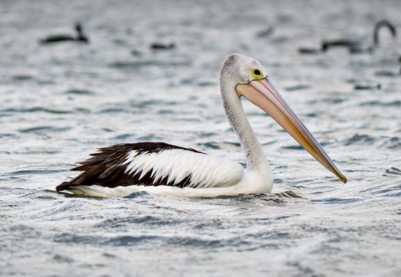 An Australian pelican floating in mildly wavy water