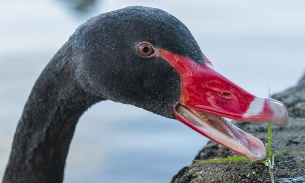 A black swan with its mouth open reaching for a small piece of grass