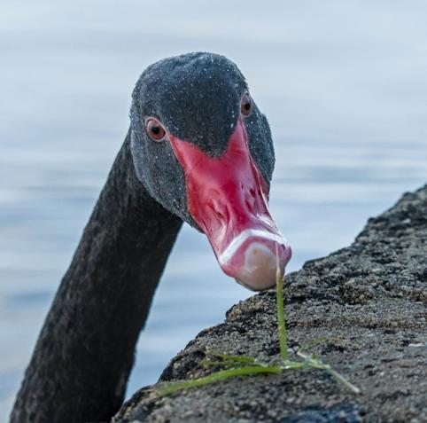 A black swan looking hungrily at a small piece of grass
