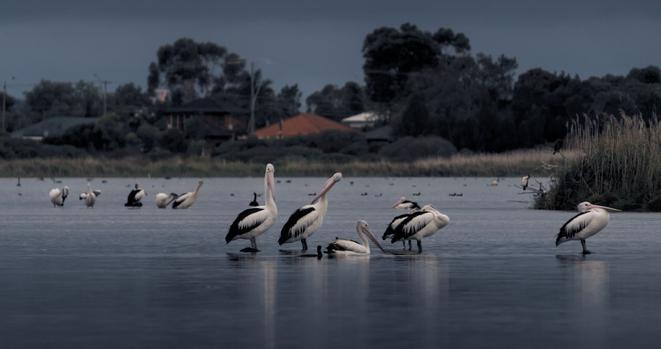 A group of distant pelicans stands on calm water in a lake at twilight