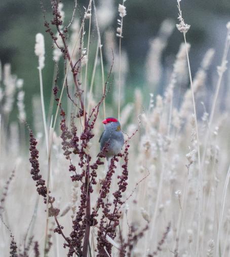 A red browed firetail stands on a dark red curled dock