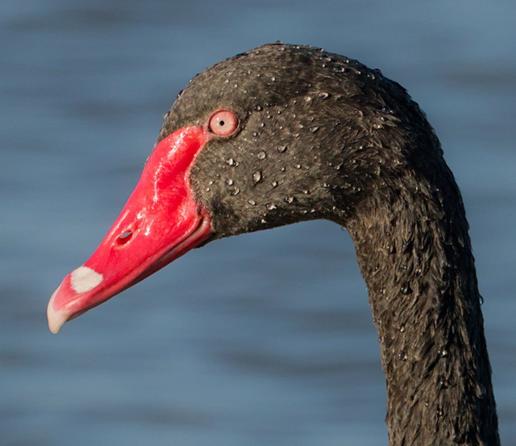 A black swan with very small pupils