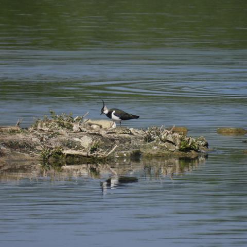 A lapwing standing on a little island surrounded by bright rippling water. Its quiff is blown almost vertical by the wind, while its body is a beautiful medley of black, white, grey and green.