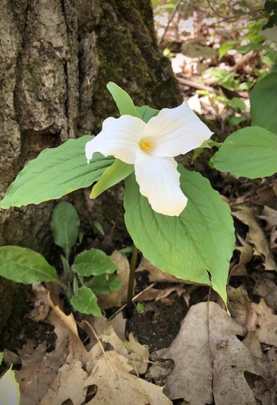 Trille blanc qui fleurit contre le tronc d'un chêne au-dessus d'un tapis de feuilles mortes. Photo prise sur le mont Royal.