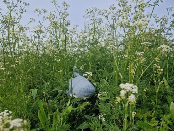 Ein Plüschhai sitzt zwischen vielen Wiesenkerbel-Pflanzen. Im Hintergrund ist ein grau-blauer Himmel.