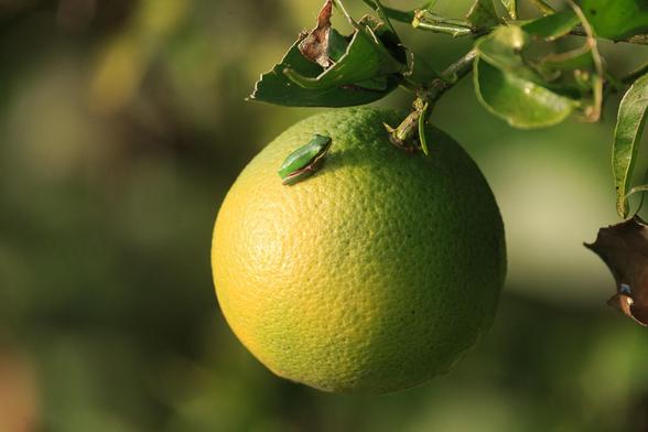 A very tiny green frog sitting on an orange which is still mostly green, but starting to change colour.
