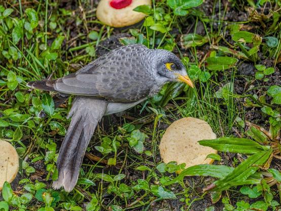 A noisy miner on the grass, in the rain, standing over a jam drop cookie