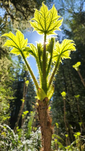 This image shows a close-up of a plant with bright green leaves and a spiky stem. The sunlight filters through the leaves, creating a glowing effect. The background is a forested area with trees and other foliage.