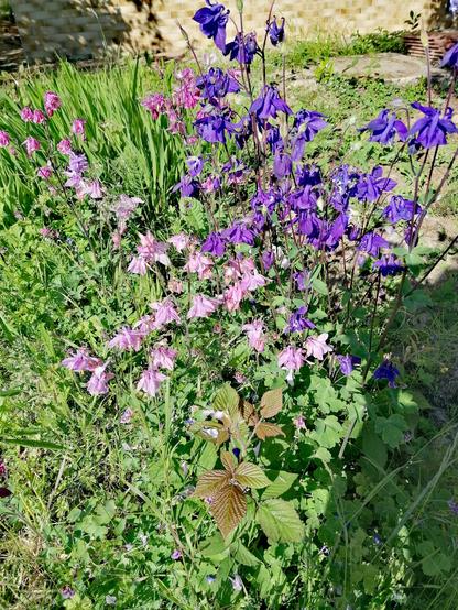 Das Bild zeigt ein sonnig beleuchtetes Blumenbeet mit verschiedenen blühenden Pflanzen. Im Vordergrund sind zahlreiche Blüten von Akkelei in Rosa- und Violetttönen zu sehen. Die Blüten haben glockenartige Formen mit herabhängenden Blütenblättern. Die Pflanzen stehen dicht beieinander, umgeben von grünem Laub. Im unteren Bereich des Bildes ist eine Brombeerpflanze mit großen, gezackten Blättern in einem rötlich-grünen Farbton sichtbar. Im Hintergrund wachsen weitere Pflanzen mit langen, schmalen Blättern. Dahinter ist eine Mauer aus hellen, beigefarbenen Ziegelsteinen zu erkennen. Der Boden ist teilweise mit Gras und niedrigem Bewuchs bedeckt.