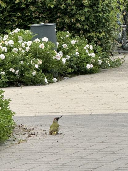 Ein Grünspecht sitzt auf dem gepflasterten Weg. Im Hintergrund weiße Bodendecker, Rosen, ein Abfalleimer, dahinter grüne Hecke.
