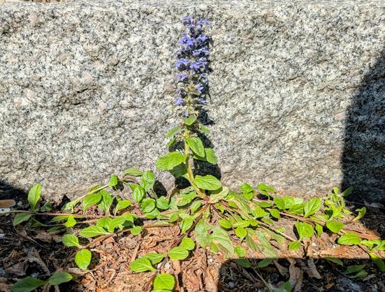 Zwischen Mauer und Gehweg wächst eine Pflanze mit am Boden liegenden Blättern und einem auftragenden Stängel mit Blätter und viele blaue Lippenblüten.