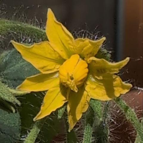 eine kräftig gelbe Blüte mit acht spitz auslaufenden Blütenblätter in Sternform, sie sind an den Rändern leicht gewellt. Die Mitte der Blüte ist ebenfalls in kräftig gelb und enthält etwas, dass aussieht wie eine längliche Kuppel. Links neben und unter der Blüte sind die fein behaarten, zart grünen Stiele, Blätter der Tomatenpflanze