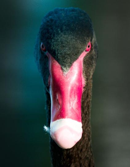 A black swan staring directly at the camera with mildly dramatic lighting