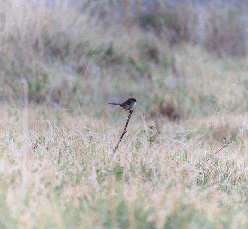 A small fairy wren standing on a stick over a field of grass