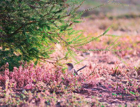 A female superb fairy wren standing amongst pink and green plants