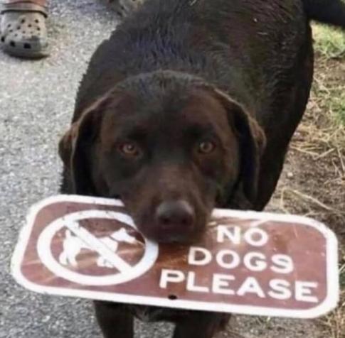 Photo of a dog holding a "no dogs please" sign in their mouth