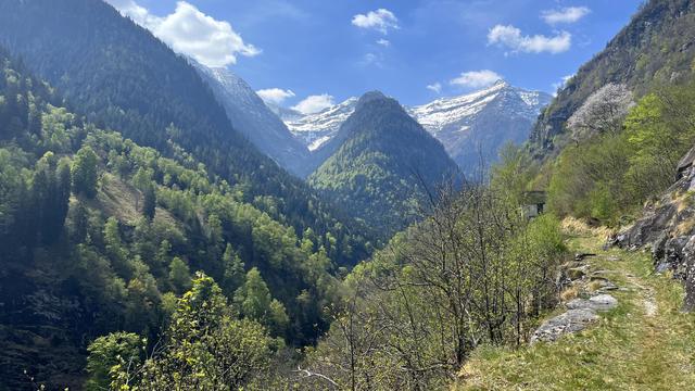 Foto einer Berglandschaft mit einem bewaldeten Tal, das sich weiter hinten in zwei Seitentäler teilt. Im Hintergrund eine leicht mit Schnee bedeckte Bergkette.