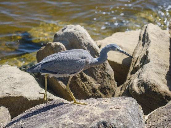 A small grey heron with a white face, walking across large rocks on the shore of an inlet