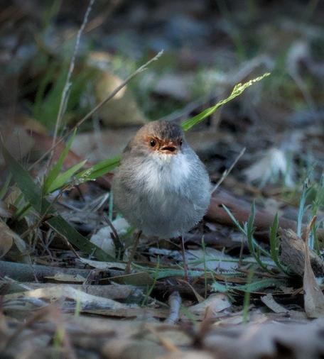 A photo of a rather spherical superb fairywren