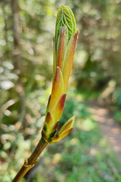 The image shows a close-up of a plant bud that is starting to open. The bud is elongated with a mix of green and reddish hues, and it has young leaves emerging. The background is blurred, indicating an outdoor setting with greenery.