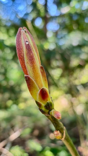 The image shows a plant bud. It appears to be in the early stage of growth, with a smooth, elongated shape and a reddish-brown color. The background consists of blurred greenery, indicating it is in a natural outdoor setting.