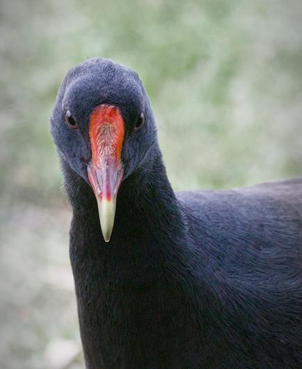 A close up portrait of a dusky moorhen