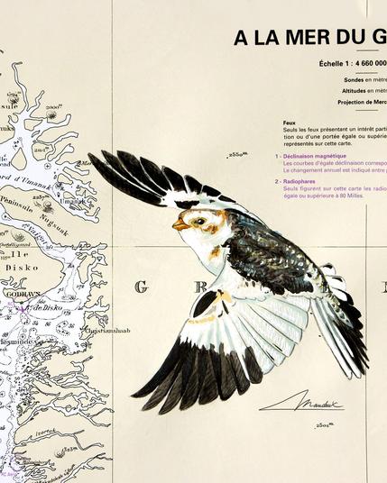 bruant des neiges (ou plectrophane des neiges) 🐦, mâle en plumage internuptial (soyons précis !). Peint sur une carte marine du Groenland avec de l'aquarelle, de l'encre noire, et du crayon de couleur.