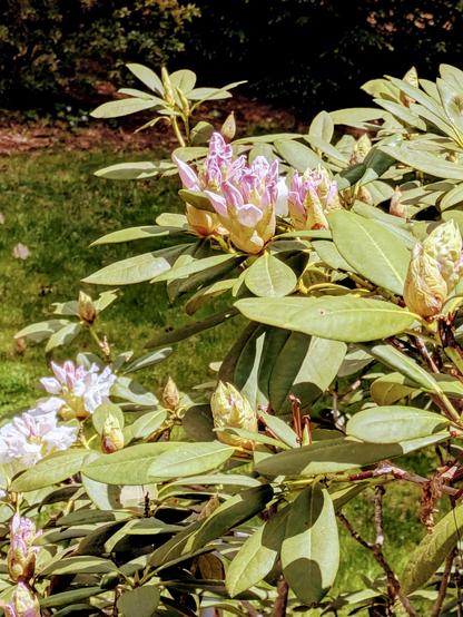 Photo of the blooms on a rhododendron bush