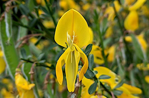 Fleur ouverte et pollinisée d'un genêt à balais