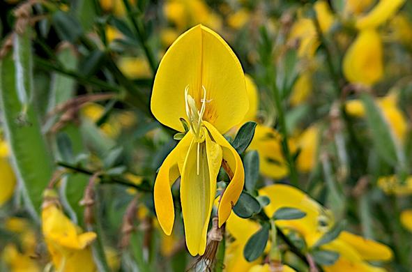 Fleur ouverte et pollinisée d'un genêt à balais