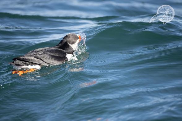 Ein Puffin der mit seinem Schnabel durch die Wellen pflügt
