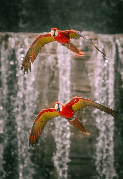 Two birds flying one on top of another in front of a waterfall.