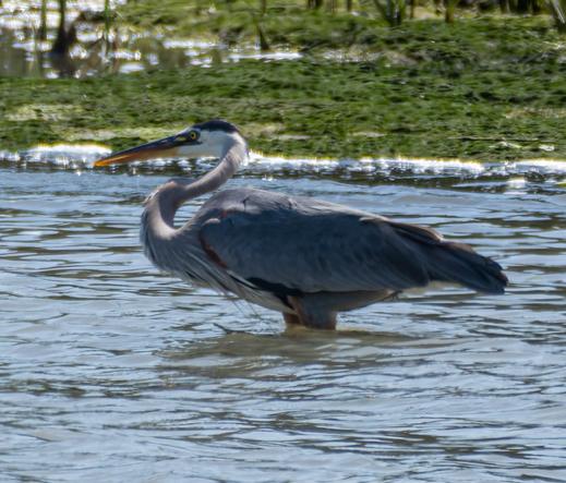 A Great Blue Heron, nearly up to it body in water, neck curled in a tight backward 's' shape as it faces to the left of frame in profile.  It has a grey-blue body, darker blue cap and white face and under its long pointed bill, which is yellow below and darker on the upper bill.  The eye is yellow with dark pupil.  Some plume hanging from the chest/neck and a glimpse of cinnamon at the front of its left wing.