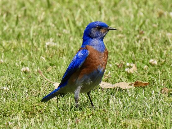 A blue bird perched on green grass, showcasing its feathers in a natural outdoor setting.