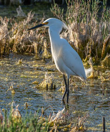 A Snowy Egret standing in water in a weedy lagoon during golden hour, catching the suns rays on its right side, with left side towards the camera.  Ice plant in the fore and background.  The small-medium all white bird has a long pointed black bill, and its long neck is curled down at the point.  Some plumes coming off the back of the head and front catching the light.  Yellow eye and yellow between the eye and bill.