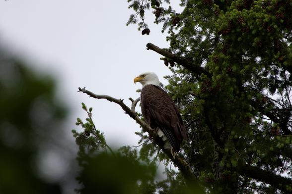 A bald eagle seen in profile, perched in a conifer. The feathers of its white head look carelessly perfect, like it just had an expert blowout. Its bright yellow killing beak and large eyes look wicked even at rest. Each huge brown feather of its folded wings is outlined by a slight fading at the edge, as if antiqued. The claws of its mighty talons are just visible tucked around the branch in front of its frilly white underdrawers, and they are huge and sharp.